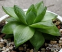 Хавортия (HAWORTHIA CYMBIFORMIS CV ROSE)