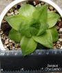 Хавортия (HAWORTHIA CYMBIFORMIS CV ROSE)