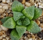Хавортия (Haworthia Emelyae Hybrid Theodorus)