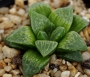 Хавортия (Haworthia Emelyae Hybrid Theodorus)