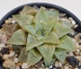 Хавортия (Haworthia Emelyae Hybrid Theodorus)
