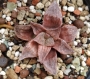 Хавортия (Haworthia Emelyae Hybrid Theodorus)