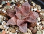 Хавортия (Haworthia Emelyae Hybrid Theodorus)