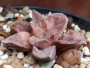Хавортия (Haworthia Emelyae Hybrid Theodorus)