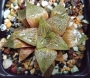 Хавортия (Haworthia Emelyae Hybrid Theodorus)