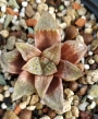 Хавортия (Haworthia Emelyae Hybrid Theodorus)