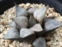 Хавортия (Haworthia emelyae Pandra seedling Pandora)