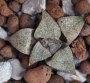 Хавортия (Haworthia emelyae Pandra seedling Pandora)