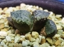 Хавортия (Haworthia emelyae picta cv. Orion)