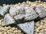 Хавортия (Haworthia emelyae picta seedling)