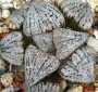 Хавортия (Haworthia emelyae picta seedling)