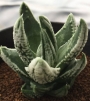 Хавортия (Haworthia Emperor ハオルチア 皇帝)