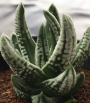 Хавортия (Haworthia Emperor ハオルチア 皇帝)