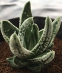 Хавортия (Haworthia Emperor ハオルチア 皇帝)