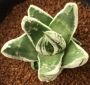 Хавортия (Haworthia Emperor ハオルチア 皇帝)