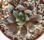 Хавортия (Haworthia gigas hybrid)