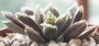 Хавортия (Haworthia gigas hybrid)