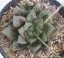Хавортия (Haworthia gigas hybrid)