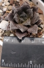 Хавортия (Haworthia gigas hybrid)