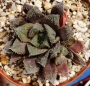Хавортия (Haworthia gigas hybrid)