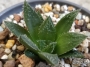 Хавортия (Haworthia gigas hybrid)