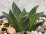 Хавортия (Haworthia gigas hybrid)