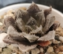 Хавортия (Haworthia gigas hybrid)