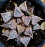 Хавортия (Haworthia hybrid cv hakuma)