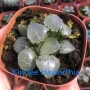 Хавортия (Haworthia Ikeda Glass)