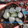 Хавортия (Haworthia Ikeda Glass)
