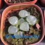 Хавортия (Haworthia Ikeda Glass)