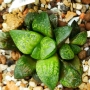 Хавортия (Haworthia kamen butokai, haworthia kamenbutokai)