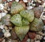 Хавортия (Haworthia kamen butokai, haworthia kamenbutokai)