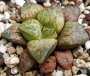 Хавортия (Haworthia kamen butokai, haworthia kamenbutokai)