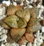 Хавортия (Haworthia kamen butokai, haworthia kamenbutokai)