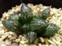 Хавортия (Haworthia Kori-no sekai (world of ice))