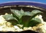 Хавортия (Haworthia Kori-no sekai (world of ice))