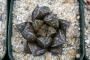 Хавортия (Haworthia kotohime)