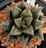 Хавортия (Haworthia kotohime)