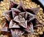 Хавортия (Haworthia kotohime)