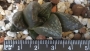 Хавортия (Haworthia kotohime)