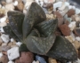 Хавортия (Haworthia kotohime)