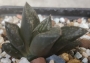 Хавортия (Haworthia kotohime)