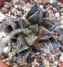 Хавортия (Haworthia kotohime)