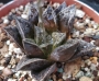 Хавортия (Haworthia kotohime)