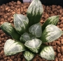 Хавортия (Haworthia Love Heart, ハオルチア ラブハート)