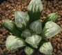 Хавортия (Haworthia Love Heart, ハオルチア ラブハート)