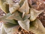 Хавортия (Haworthia magnifica Riversdale RSA)
