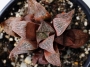 Хавортия (Haworthia magnifica Riversdale RSA)