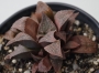 Хавортия (Haworthia magnifica Riversdale RSA)